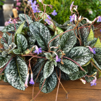 Streptokarp (Streptocarpus) 'MOHLERIA' - výška 20-30 cm, ⌀ 20 cm, kont. C2L